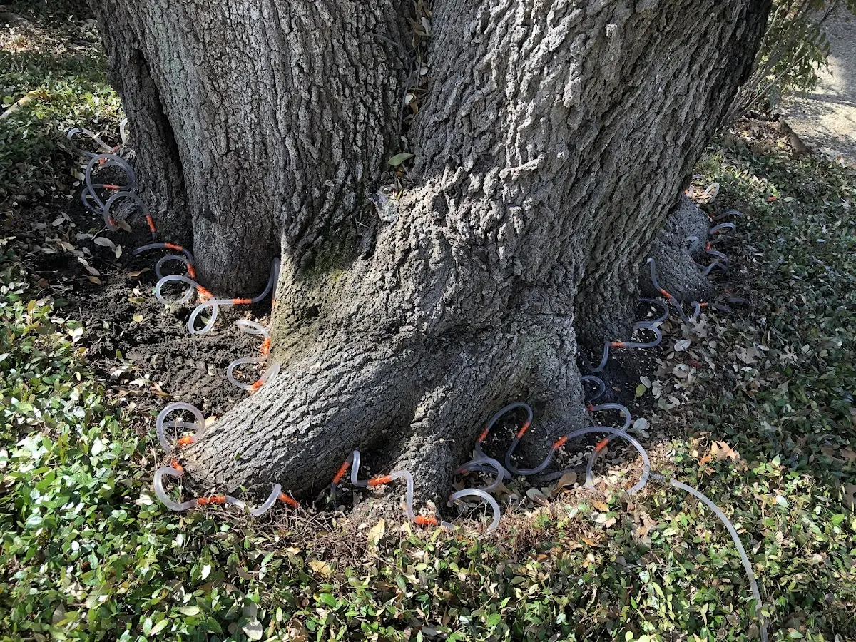 Detailed Tree Cabling and Bracing job site in Italy