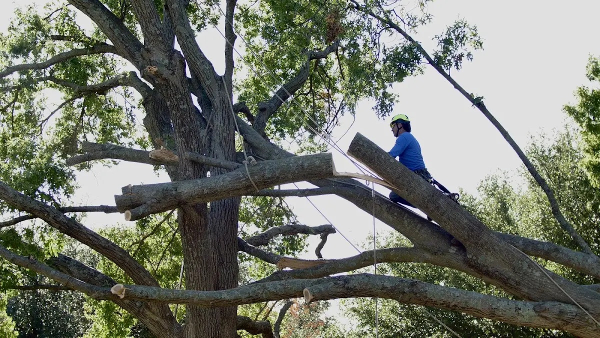 Professional Hazardous Tree Removal performed by certified arborists in Italy