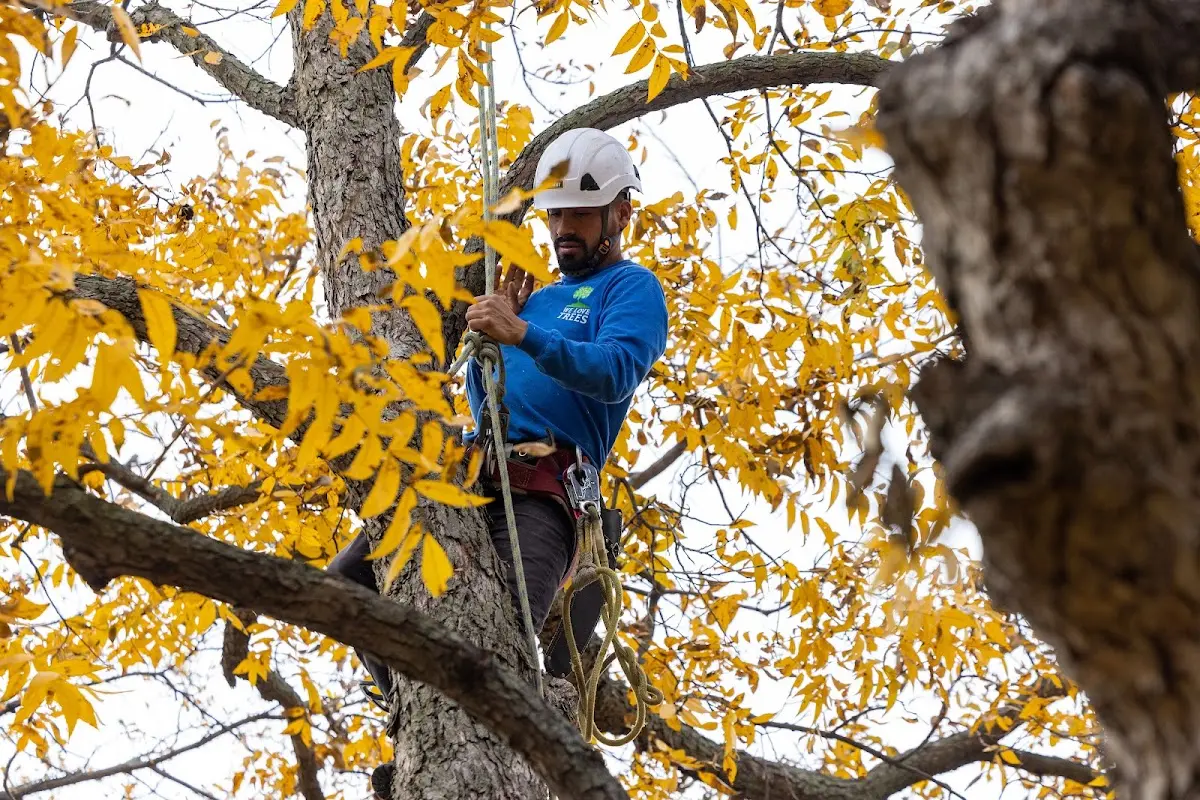 Skilled Tree Trimming crew working in Italy